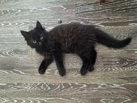 Babykatze