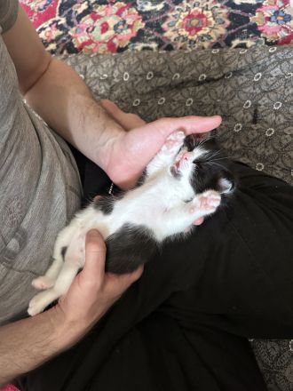 Süße Kitten und Maine Coon Mischlingskatzen in liebevolle Hände abzugeben