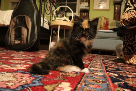 Süße Kitten und Maine Coon Mischlingskatzen in liebevolle Hände abzugeben