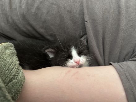 Süße Kitten und Maine Coon Mischlingskatzen in liebevolle Hände abzugeben
