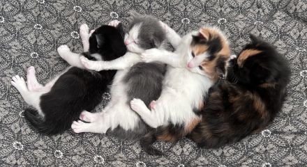 Süße Kitten und Maine Coon Mischlingskatzen in liebevolle Hände abzugeben