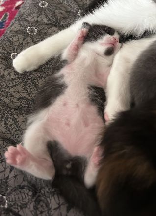 Süße Kitten und Maine Coon Mischlingskatzen in liebevolle Hände abzugeben