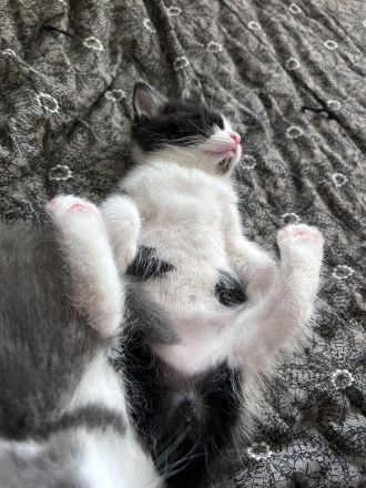 Süße Kitten und Maine Coon Mischlingskatzen in liebevolle Hände abzugeben