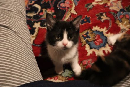 Süße Kitten und Maine Coon Mischlingskatzen in liebevolle Hände abzugeben