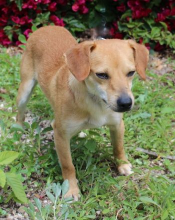 Bitzy, männlicher Terrier-Mix
