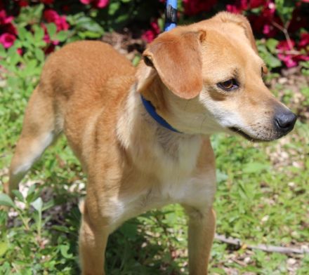 Bitzy, männlicher Terrier-Mix