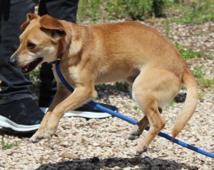 Bitzy, männlicher Terrier-Mix