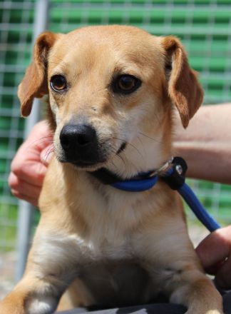Bitzy, männlicher Terrier-Mix