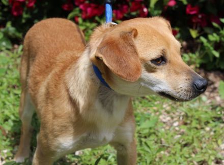Bitzy, männlicher Terrier-Mix