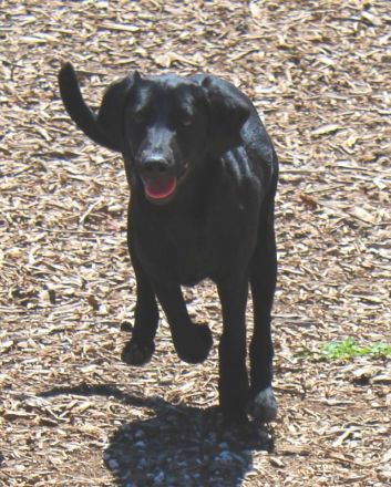 Bagheera, weiblicher Schäferhund-Mix