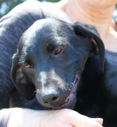 Bagheera, weiblicher Schäferhund-Mix