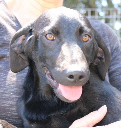 Bagheera, weiblicher Schäferhund-Mix
