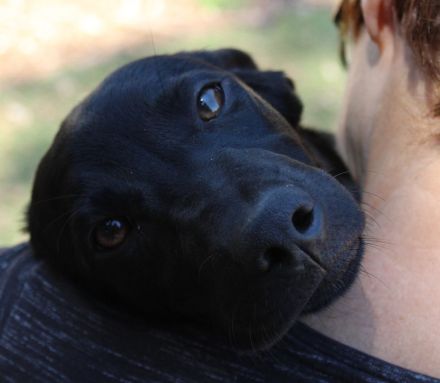 Bagheera, weiblicher Schäferhund-Mix