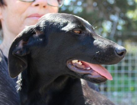 Bagheera, weiblicher Schäferhund-Mix