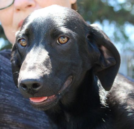 Bagheera, weiblicher Schäferhund-Mix