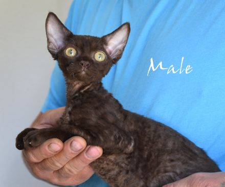 Babys Devon Rex nachweislich gesund und reinrassig . Kitten weiblich und männlich mit Stammbaum