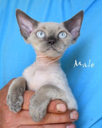 Babys Devon Rex nachweislich gesund und reinrassig . Kitten weiblich und männlich mit Stammbaum