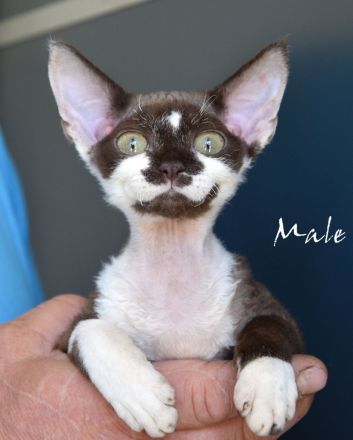 Babys Devon Rex nachweislich gesund und reinrassig . Kitten weiblich und männlich mit Stammbaum