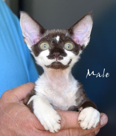 Babys Devon Rex nachweislich gesund und reinrassig . Kitten weiblich und männlich mit Stammbaum