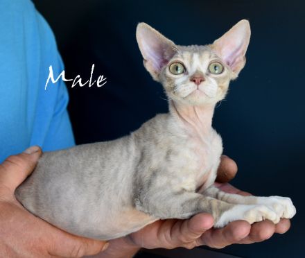Babys Devon Rex nachweislich gesund und reinrassig . Kitten weiblich und männlich mit Stammbaum