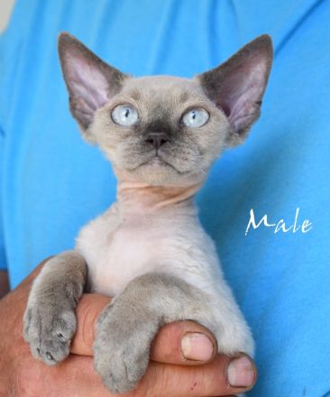 Babys Devon Rex nachweislich gesund und reinrassig . Kitten weiblich und männlich mit Stammbaum