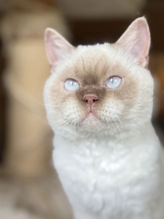Selkirk Rex Cinnamon Point