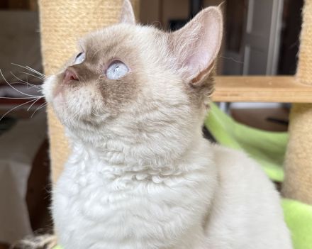 Selkirk Rex Cinnamon Point