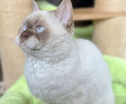 Selkirk Rex Cinnamon Point