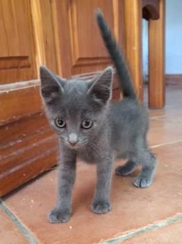 Candy, Cecilia, Carlotta, Cookie, Cayo und Capone