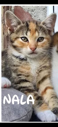 🐾 Liebe Glückskatze Nala, 1 Jahr, sucht liebevolles Zuhause ❤️