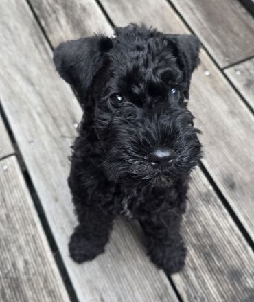 Kerry Blue Terrier Rüde sucht Traumzuhause | KFT-Ahnentafel