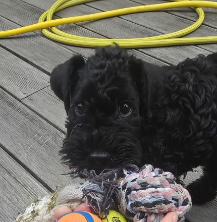 Kerry Blue Terrier Rüde sucht Traumzuhause | KFT-Ahnentafel