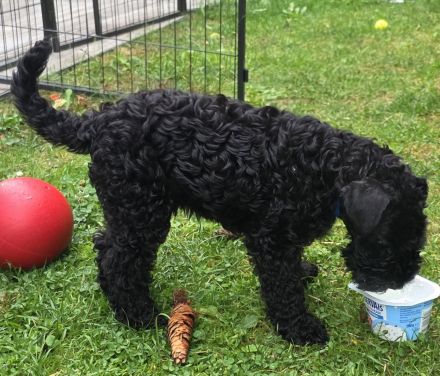 Kerry Blue Terrier Rüde sucht Traumzuhause | KFT-Ahnentafel