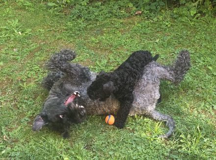 Kerry Blue Terrier Rüde sucht Traumzuhause | KFT-Ahnentafel