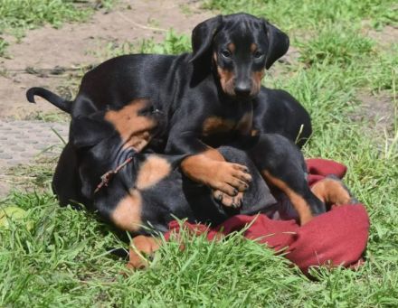 Dobermann welpen aus hervorragender verpaarung mit exzellenter blutlinie zu verkaufen