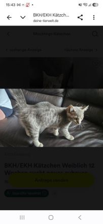 BKH Blue Tabby/EKH Mix Kater und Katze 15 Wochen