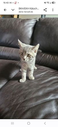 BKH Blue Tabby/EKH Mix Kater und Katze 15 Wochen