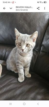 BKH Blue Tabby/EKH Mix Kater und Katze 15 Wochen
