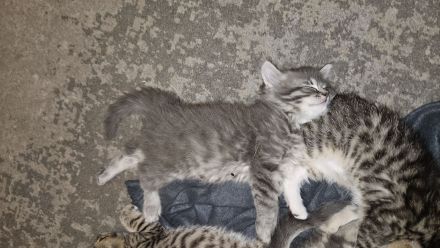 BKH Blue Tabby/EKH Mix Kater und Katze 15 Wochen