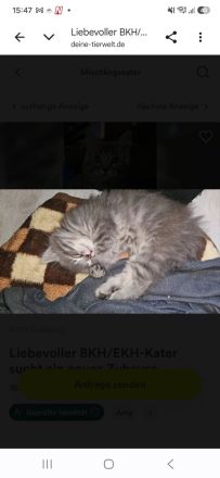 BKH Blue Tabby/EKH Mix Kater und Katze 15 Wochen