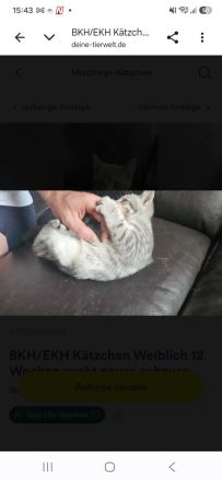 BKH Blue Tabby/EKH Mix Kater und Katze 15 Wochen