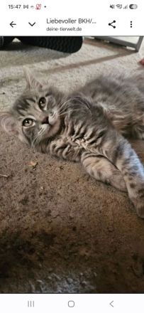 BKH Blue Tabby/EKH Mix Kater und Katze 15 Wochen