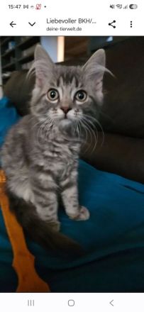 BKH Blue Tabby/EKH Mix Kater und Katze 15 Wochen