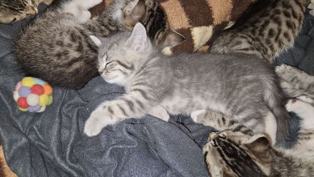 BKH Blue Tabby/EKH Mix Kater und Katze 15 Wochen