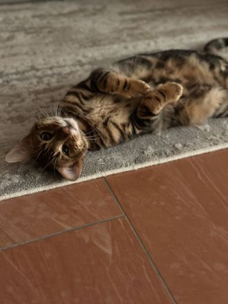 Junge Toyger Katze