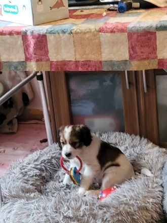 Kooikerhondje Welpen (geb. 29.07.2026)