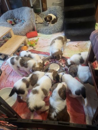 Kooikerhondje Welpen (geb. 29.07.2026)