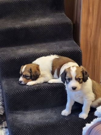 Kooikerhondje Welpen (geb. 29.07.2026)