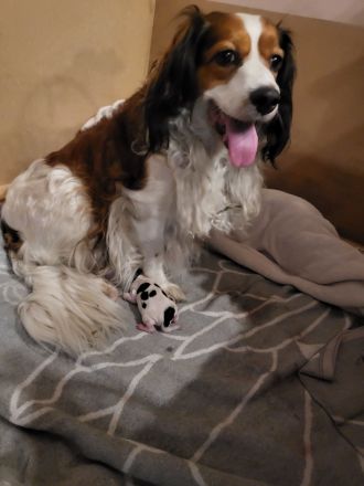 Kooikerhondje Welpen (geb. 28.07.2026)