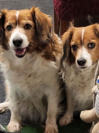 Wurfankündigung Kooikerhondje